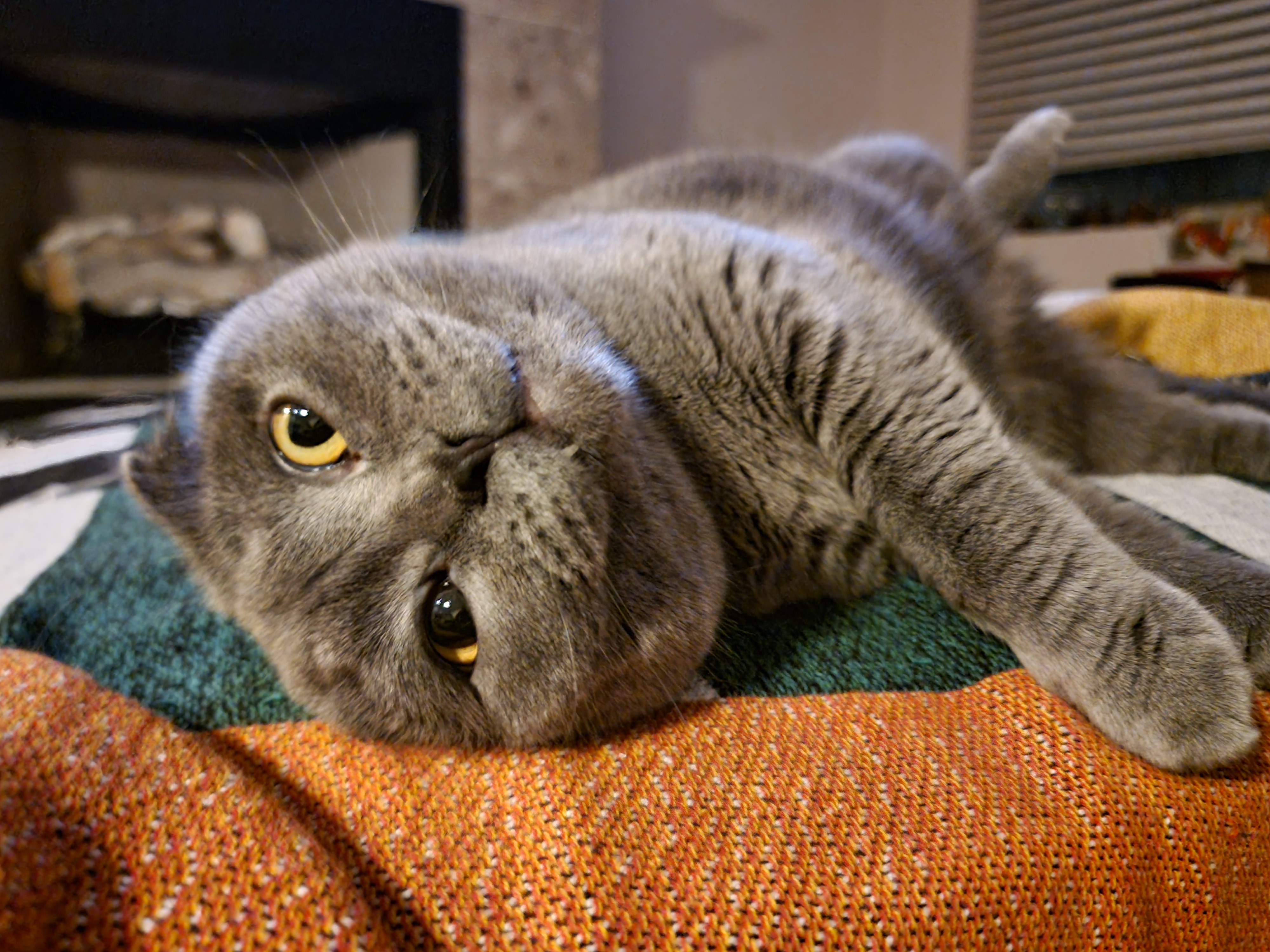 Cosmo the Scottish Fold